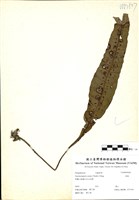 藏品(扇蕨)的圖片